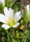 Einzelbild 1 Dreigriffliges Hornkraut - Cerastium cerastoides