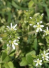 Einzelbild 1 Knäuel-Hornkraut - Cerastium glomeratum