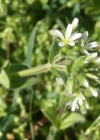 Einzelbild 2 Knäuel-Hornkraut - Cerastium glomeratum
