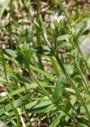 Einzelbild 3 Knäuel-Hornkraut - Cerastium glomeratum