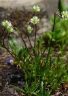 Einzelbild 1 Alpen-Mastkraut - Sagina saginoides