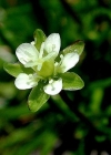 Einzelbild 2 Alpen-Mastkraut - Sagina saginoides