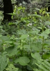Einzelbild 3 Wilde Mondviole - Lunaria rediviva