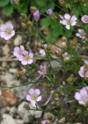 Einzelbild 1 Steinbrech-Felsennelke - Petrorhagia saxifraga