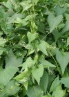 Einzelbild 1 Gemeiner Windenknöterich - Fallopia convolvulus