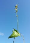 Einzelbild 4 Gemeiner Windenknöterich - Fallopia convolvulus