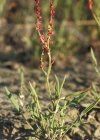 Einzelbild 1 Kleiner Sauerampfer - Rumex acetosella