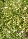 Einzelbild 3 Gemeines Hornkraut - Cerastium fontanum
