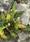 Einzelbild 4 Schriftfarn - Asplenium ceterach