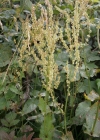 Einzelbild 3 Berg-Sauerampfer - Rumex alpestris