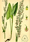 Einzelbild 1 Berg-Sauerampfer - Rumex alpestris