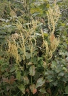 Einzelbild 4 Berg-Sauerampfer - Rumex alpestris