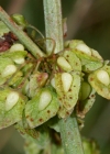 Einzelbild 2 Krauser Ampfer - Rumex crispus