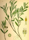 Einzelbild 2 Rosmarinheide - Andromeda polifolia
