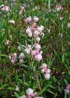 Einzelbild 1 Rosmarinheide - Andromeda polifolia