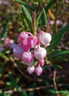 Einzelbild 3 Rosmarinheide - Andromeda polifolia