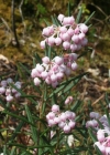 Einzelbild 4 Rosmarinheide - Andromeda polifolia