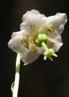 Einzelbild 3 Moosauge - Moneses uniflora