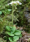 Einzelbild 4 Moosauge - Moneses uniflora