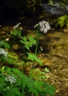 Einzelbild 4 Gewöhnlicher Gebirgs-Kälberkropf - Chaerophyllum hirsutum