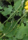 Einzelbild 4 Schöllkraut - Chelidonium majus