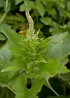 Einzelbild 3 Guter Heinrich - Chenopodium bonus-henricus