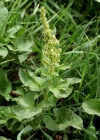 Einzelbild 4 Guter Heinrich - Chenopodium bonus-henricus