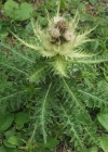 Einzelbild 1 Alpen-Kratzdistel - Cirsium spinosissimum