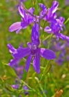 Einzelbild 4 Acker-Rittersporn - Consolida regalis
