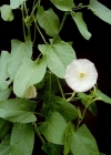 Einzelbild 3 Acker-Winde - Convolvulus arvensis