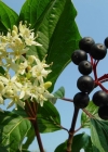 Einzelbild 1 Hartriegel - Cornus sanguinea
