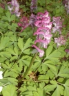 Einzelbild 4 Hohlknolliger Lerchensporn - Corydalis cava