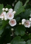 Einzelbild 2 Zweigriffeliger Weissdorn - Crataegus laevigata