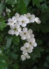 Einzelbild 3 Eingriffeliger Weissdorn - Crataegus monogyna