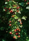 Einzelbild 4 Eingriffeliger Weissdorn - Crataegus monogyna