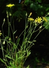Einzelbild 1 Kleinköpfiger Pippau - Crepis capillaris