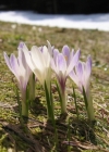 Einzelbild 1 Frühlings-Krokus - Crocus albiflorus