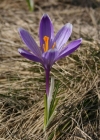 Einzelbild 3 Frühlings-Krokus - Crocus albiflorus