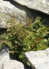 Einzelbild 3 Krauser Rollfarn - Cryptogramma crispa