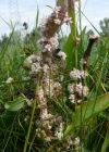 Einzelbild 4 Quendel-Seide - Cuscuta epithymum