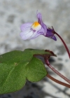 Einzelbild 2 Zimbelkraut - Cymbalaria muralis