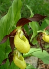 Einzelbild 4 Frauenschuh - Cypripedium calceolus