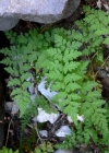 Einzelbild 3 Zerbrechlicher Blasenfarn - Cystopteris fragilis