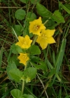 Einzelbild 1 Pfennigkraut - Lysimachia nummularia