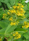 Einzelbild 2 Gemeiner Gilbweiderich - Lysimachia vulgaris