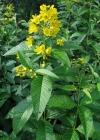 Einzelbild 4 Gemeiner Gilbweiderich - Lysimachia vulgaris