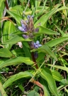 Einzelbild 1 Kreuzblättriger Enzian - Gentiana cruciata