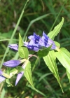 Einzelbild 4 Schwalbenwurz-Enzian - Gentiana asclepiadea