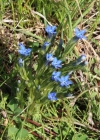 Einzelbild 3 Schnee-Enzian - Gentiana nivalis