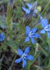 Einzelbild 4 Schnee-Enzian - Gentiana nivalis